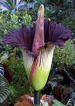 花序最大的草本植物—巨魔芋