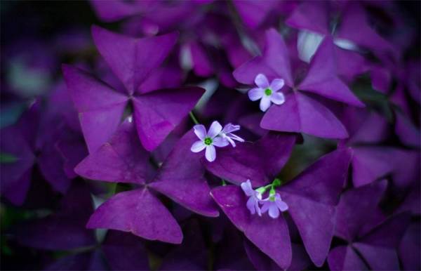 三角紫叶酢浆草