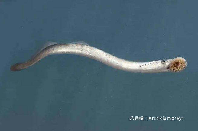 全球10大存活至今的史前鱼类-八目鳗