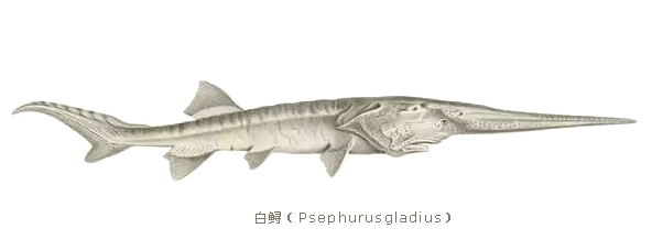 体型最长的淡水鱼―白鲟