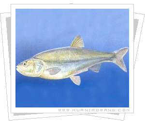 热带刀鱼―大鳍鱼