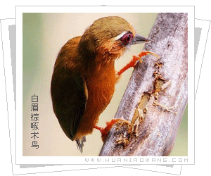 白眉棕啄木鸟