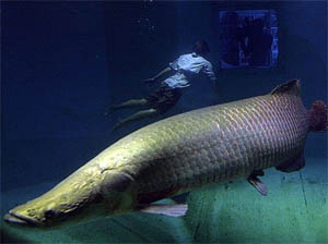 全球10大存活至今的史前鱼类-巨滑舌鱼