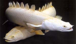 全球10大存活至今的史前鱼类-塞内加尔多鳍鱼