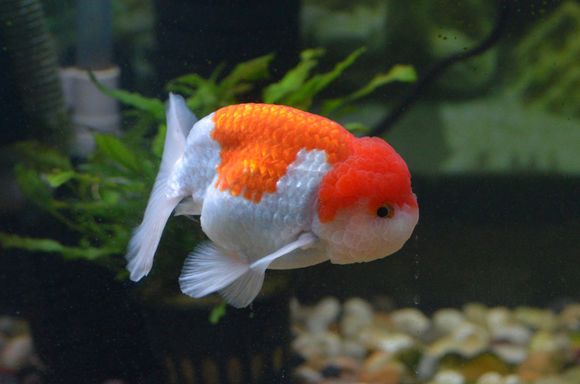 红龙背金鱼