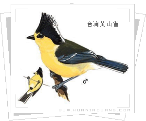 台湾黄山雀