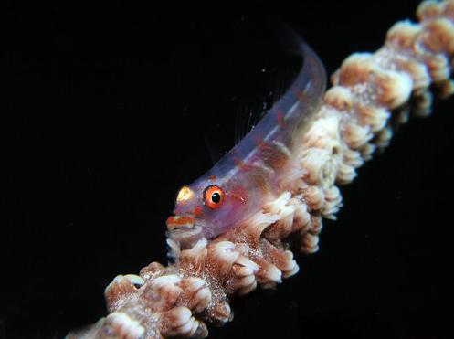 颏突珊瑚虾虎鱼