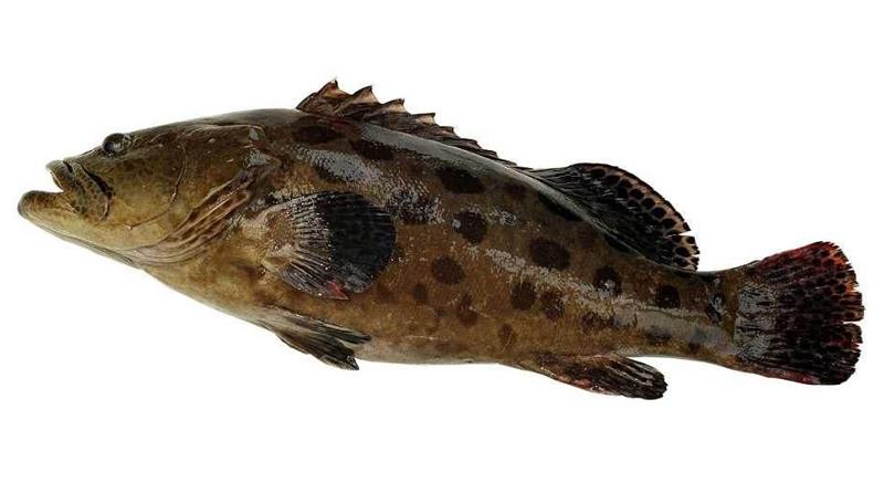 龙胆石班鱼