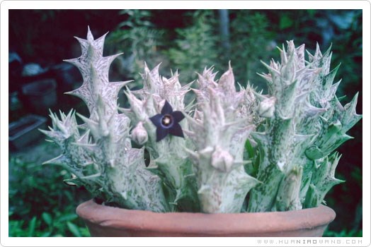 紫龙角（Caralluma hesperidum）养护养殖方法
