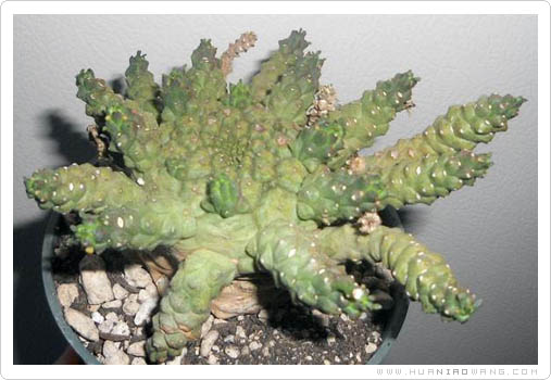 爱翠斯麒麟 (Euphorbia itremensis)介绍