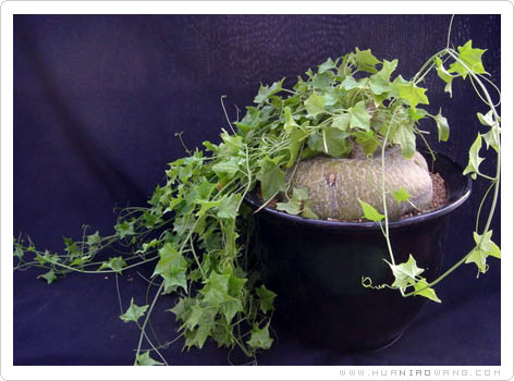 睡布袋 (Cyclantheropsis parviflora (Kenya form))介绍