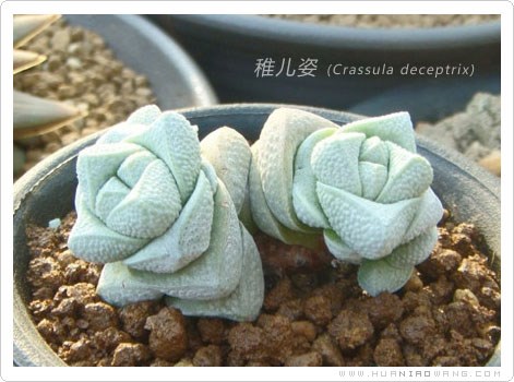 多肉植物稚儿姿 (Crassula deceptrix)栽培养护方法