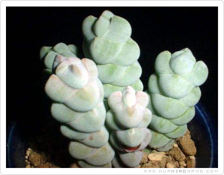 玉稚儿 (Crassula arta)栽培养护方法