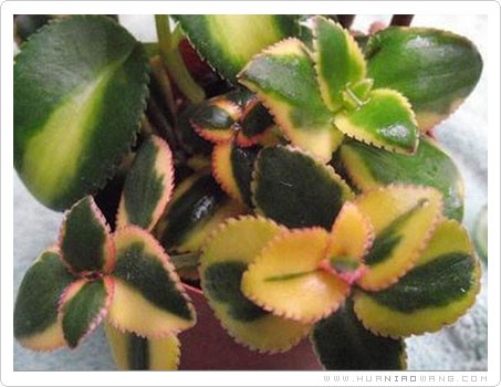 彩凤凰 (Crassula sarmentosa)养护方法