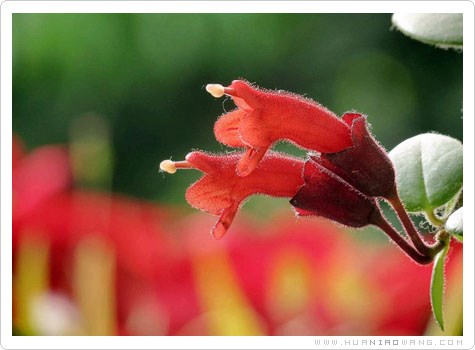 口红花家庭盆栽的养护与管理