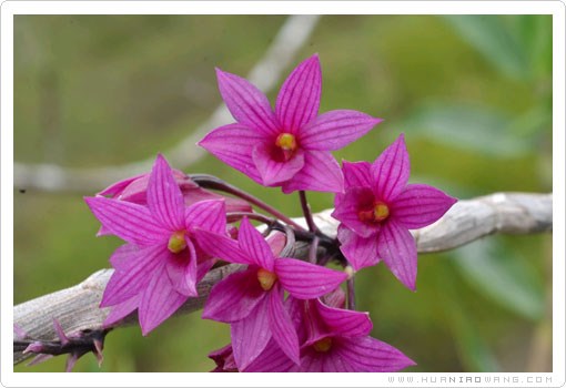红花石斛 (Dendrobium miyakei Schltr.)