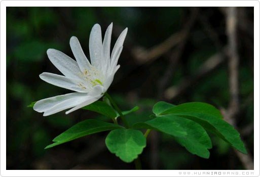 多被银莲花 (Anemone raddeana Regel)