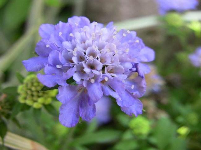 蓝盆花的养殖方法