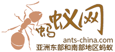 蚂蚁网Logo